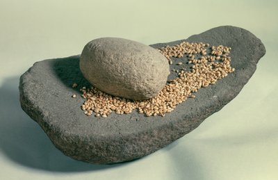 Forhistorie: Sovende hjul med korn (neolitisk periode). Frankrig. Saint Germain En Laye, Antikvitetsmuseet. af Prehistoric Prehistoric