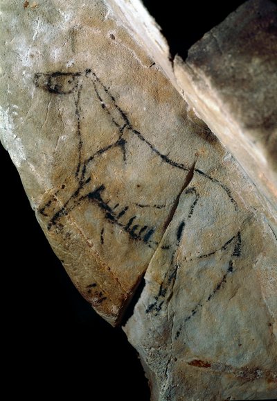 Forhistorie: "" en hest"" klippemaleri af stil IV, øvre palæolitikum (magdalensk) (mellem 18000 og 14000 år siden) Las Monedas stenalderhule, Santander, Spanien - Forhistorie: hest. Klippemaleri, stil IV, øvre palæolitikum (magdalensk) (mellem af Prehistoric Prehistoric