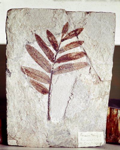 Forhistorie: grenfossil i kalksten fra stedet for Bolca-bjerget (Italien). Eocæn periode. Museo civico di Storia Nature, Milano af Prehistoric Prehistoric