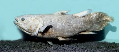 Forhistorie: kopi af coelacanthe empaille (Latimeria chalumnae). af Prehistoric Prehistoric