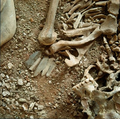 Forhistorie: dobbelt gravlæggelse af voksne og børn. Detaljevisning af begravelsesbuksen fra Candid Arene-hulen (Finale Liguria), Liguria. Jægerstenalder, 7000-6000 f.Kr. Gener, museo di archeologia ligure af Prehistoric Prehistoric