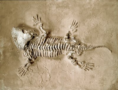 Forhistorie: fossiler af Seymouria Biolorensis amfibiekrybdyr fra Texas i USA. Perm periode. Civic Museum of Natural History, Milano af Prehistoric Prehistoric