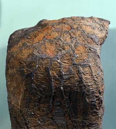 Forhistorie: fossil af Stromatolit (eller stromatolit), marin sten, arkæozoikum. fundet i Mauretanien. af Prehistoric Prehistoric