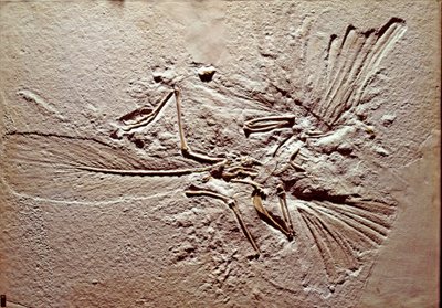 Forhistorie: fossil af fuglen Archaeopteryx (archeopteryx) Lithographica fra stedet Solnhofen (Tyskland). Superior Jurassic. Museo civico di Storia Nature, Milano af Prehistoric Prehistoric