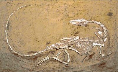 Forhistorie: fossil af dinosauren Coelophysis. Periode af Øvre Trias. Museo civico di Storia Nature, Milano af Prehistoric Prehistoric