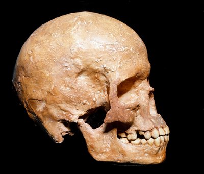 Forhistorie: fossilt kranie af Homo sapiens fra Grimaldi. Kultur af Aurignacian, Øvre Paleolithic. Museo Civico di Storia Naturale, Milano - Forhistorie: fossilt Homo sapiens-kranie fra Grimaldi, Ventimiglia (Italien). Aurignacian kultur, øvre palæolitikum af Prehistoric Prehistoric