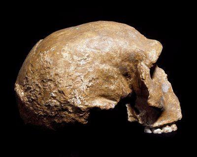 Forhistorie: fossilt kranie af Homo sapiens pre-neandertaler (Homo steinheimensis eller Homo heidelbergensis) fundet i Steinheim an der Murr (Tyskland) i 1933. Nedre palæolitikum. Alder fra 350.000 til 250.000 år. Museo Civico di Storia Naturale, Milano -  af Prehistoric Prehistoric