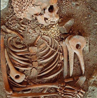 Forhistorie: skelet og begravelsesbukser af teenagere sagt om den unge prins fra hulen Arene Candide (Finale Ligure): halskæde af skaller, hjortehorn og flint. Stenalder, øvre palæolitikum. Gener, Museo di archeologia Ligure af Prehistoric Prehistoric