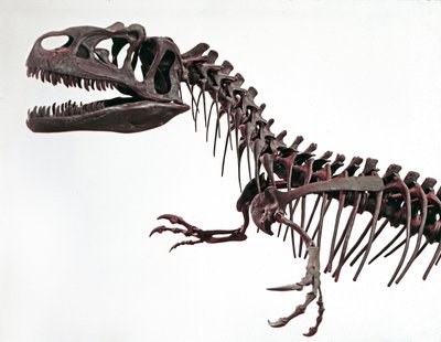 Forhistorie: skelet af dinosauren Allosaurus fragilis. Periode af den øvre jura. Civic Museum of Natural History, Milano af Prehistoric Prehistoric