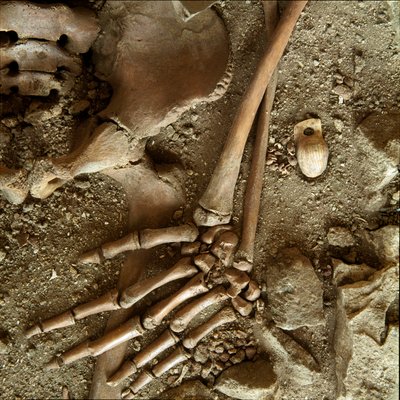 Forhistorie: teenagegrav. Detaljevisning af begravelsesbuksen fra Candid Arene-hulen (Finale Ligure), Ligurien. Øvre palæolitikum, 24000 f.Kr. Gener, museo di archeologia ligure af Prehistoric Prehistoric