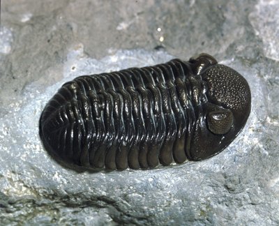 Forhistorie: trilobit Phacops Rana fossil (leddyr). Palæozoikum, periode af Devon. Find i Ohio, USA af Prehistoric Prehistoric