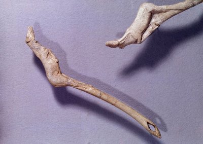 Forhistorie: To thrustere sagde “” til hoppende hest ”” lavet i rensdyr træ. Periode for den midterste Magdalenian. Saint Germain en Laye, Museum of National Archaeology af Prehistoric Prehistoric