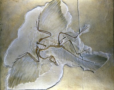Primitive fugle blev kaldt Archaeopteryx. Der er fundet komplette fossiler i Bayern, i den øvre jura-skifer. af Prehistoric Prehistoric