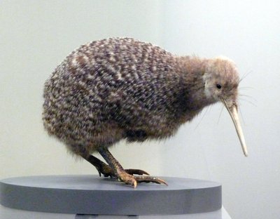 Prøvefugle udstoppet kiwi (apterygides), ude af stand til at flyve. Auckland Museum, New Zealand af Prehistoric Prehistoric
