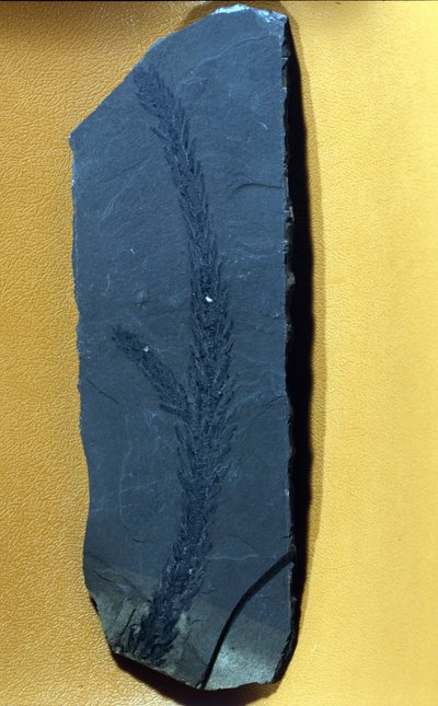 forhistorie: Glyptolepsis keuperiana, fossilt nåletræ fra den øvre trias periode, mesozoikum. af Prehistoric Prehistoric