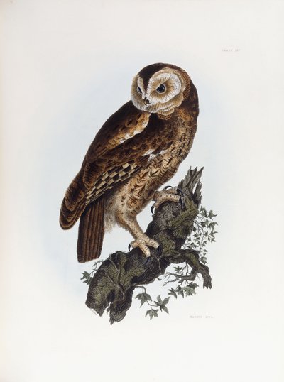 Tawny Owl, 1841 af Prideaux John Selby