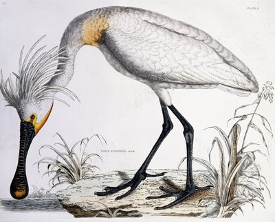White Spoonbill, 1834dani af Prideaux John Selby