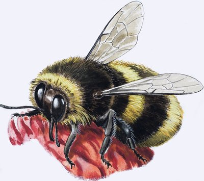 Honey Bee (gouache på papir) af R.B. Davis