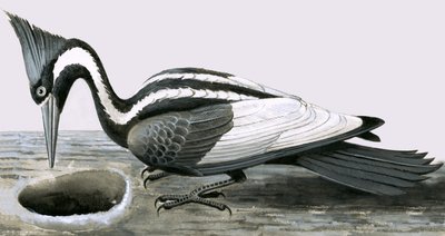 Elfenbensnæbbet spætte af R.B. Davis