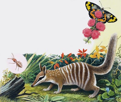 Numbat af R.B. Davis