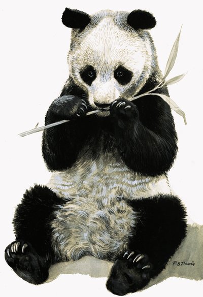 Panda af R.B. Davis