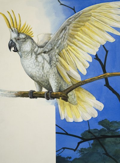 Sulphur-Crested Cockatoo (gouache på papir) af R.B. Davis