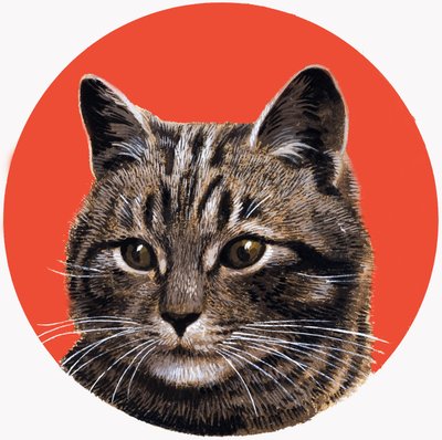 Tabby-kat, fra 