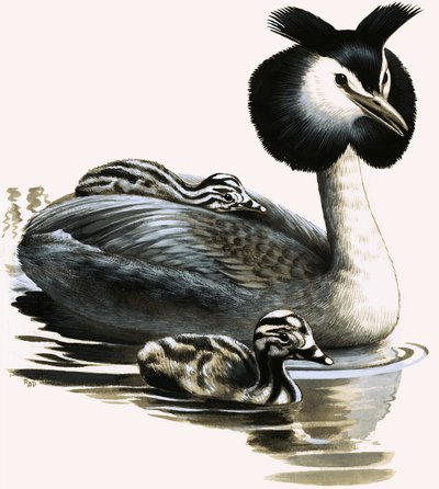 Den toppede lappedykker af R.B. Davis