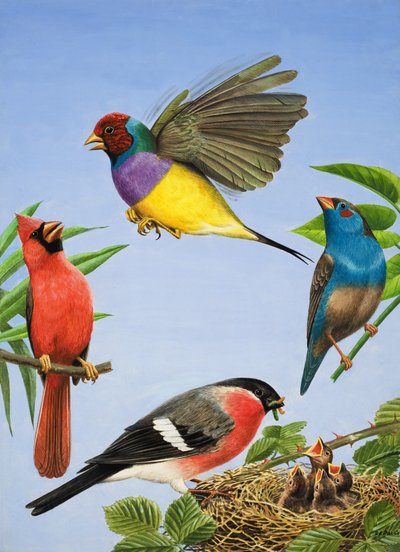 Tropiske fugle (gouache på papir) af R.B. Davis