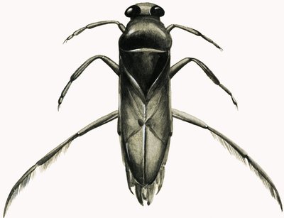 Water Boatman (gouache på papir) af R.B. Davis