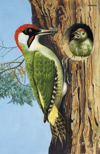 Woodpecker (gouache på papir) af R.B. Davis