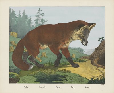 Volpi. / Renard. / Fuchs. / Ræv. / Voss (titel på objekt) af R. Schulz