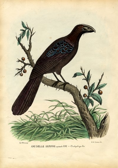 År, 1863-79 af Raimundo Petraroja