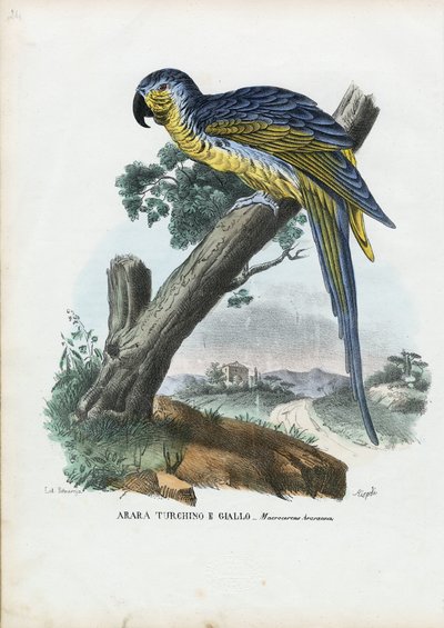Blå og gul ara, 1863-79 af Raimundo Petraroja