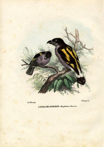 Broadbills, 1863-79 af Raimundo Petraroja