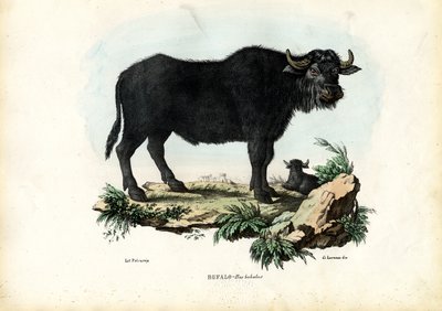 Buffalo, 1863-79 af Raimundo Petraroja