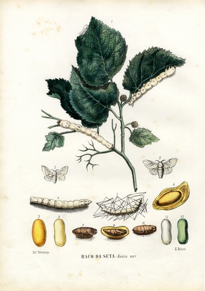 Sommerfugle, 1863-79 af Raimundo Petraroja