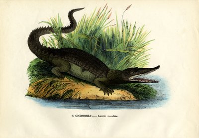 Caiman, 1863-79 af Raimundo Petraroja