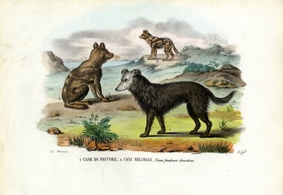 Hunde af Raimundo Petraroja