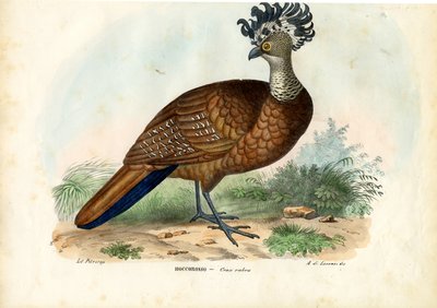 Store Curassow, 1863-79 af Raimundo Petraroja