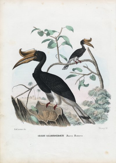 Great Hornbill, 1863-79 af Raimundo Petraroja