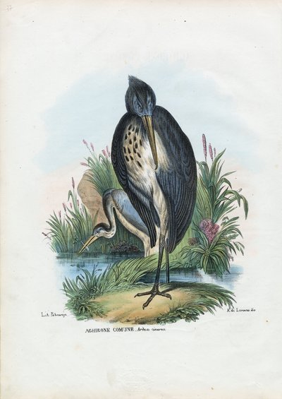 Gråhejre, 1863-79 af Raimundo Petraroja