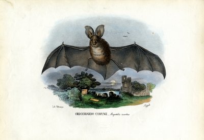 Grå langøret flagermus, 1863-79 af Raimundo Petraroja