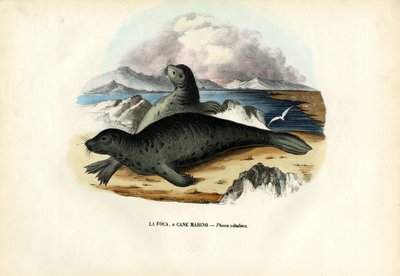 Spættet sæl, 1863-79 af Raimundo Petraroja
