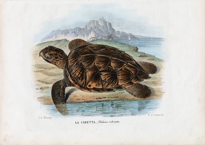 Hawksbill havskildpadde, 1863-79 af Raimundo Petraroja