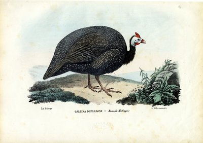 Perlehøns med hjelm, 1863-79 af Raimundo Petraroja