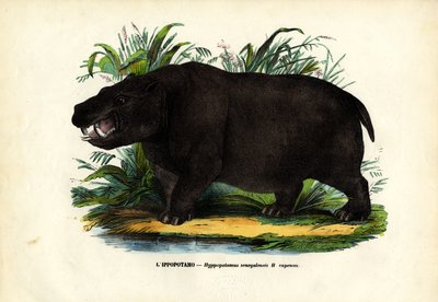Flodhest, 1863-79 af Raimundo Petraroja