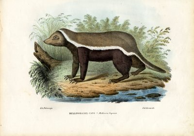 Honninggrævling, 1863-79 af Raimundo Petraroja