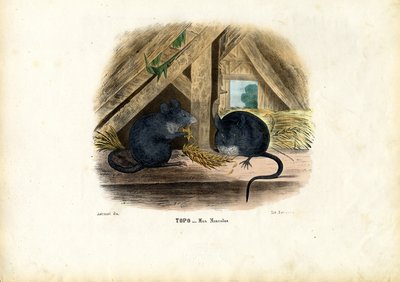 Husmus, 1863-79 af Raimundo Petraroja