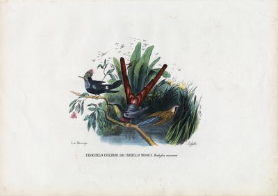 Kolibrier, 1863-79 af Raimundo Petraroja